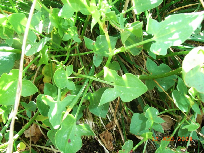 Rumex scutatus / Romice scudato